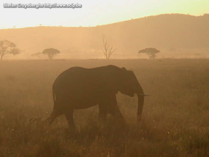 Serengeti - Sunset A magnificent sunset with elephants passing by. Stefan Cruysberghs